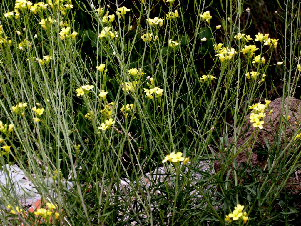 Diplotaxis tenuifolia